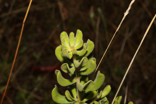 Image of Persoonia rigida by (c) Greg Tasney, some rights reserved (CC BY-SA)