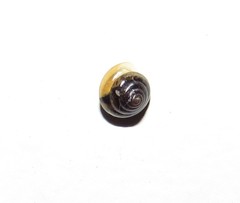 Euconulidae