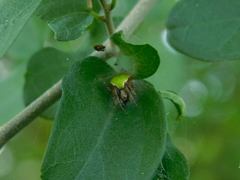 Araneus detrimentosus