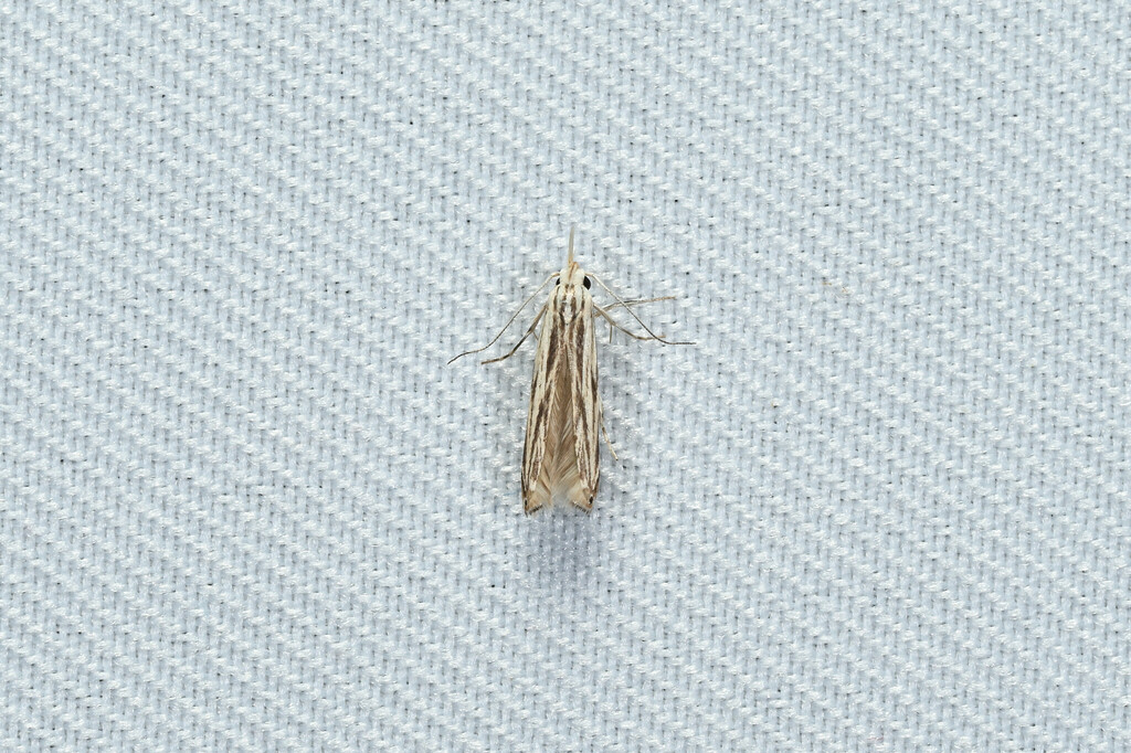 Thiotricha embolarcha