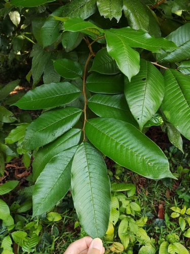 Dimocarpus malesianus observed 2023-04-10