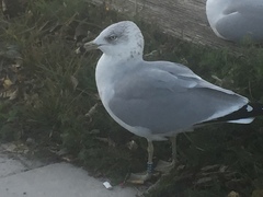 Larus delawarensis
