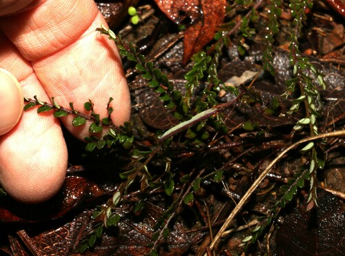 Image of Bossiaea buxifolia by (c) Greg Tasney, some rights reserved (CC BY-SA)