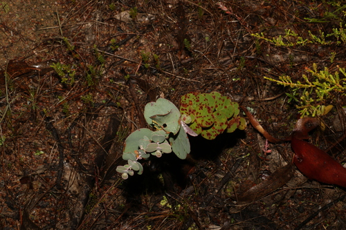 Image of Eucalyptus nortonii by (c) Greg Tasney, some rights reserved (CC BY-SA)