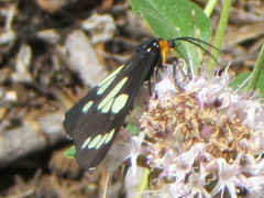 Gnophaela latipennis