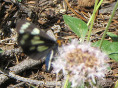 Gnophaela latipennis