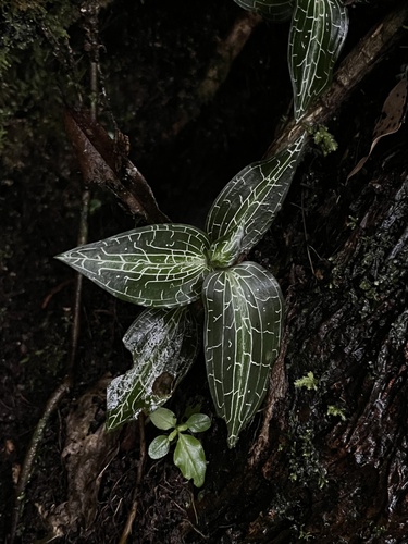 Goodyera hachijoensis iNat (2)