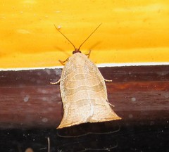 Archipimima labyrinthopa