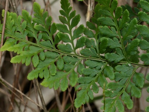 Hemionitis fragillima