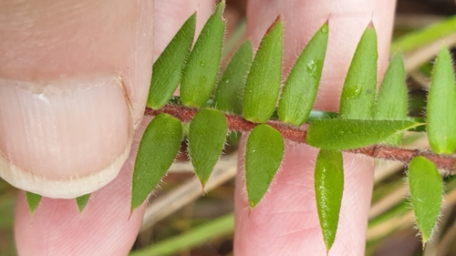 Acrotriche prostrata (Acrotriche prostrata)