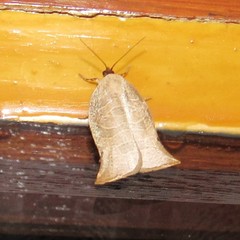 Archipimima labyrinthopa