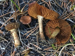 Cortinarius thiersii