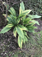 Curcuma longa