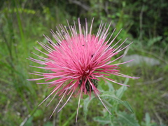 Cirsium ochrocentrum martinii