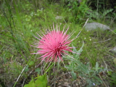 Cirsium ochrocentrum martinii
