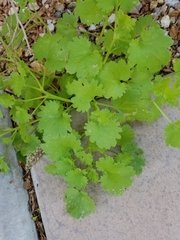 Micranthes odontoloma