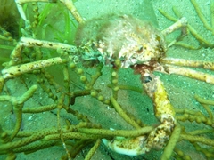 Leptomithrax gaimardii