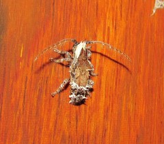 Desmiphora cucullata