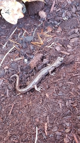 Aneides vagrans