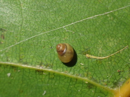 Elasmias apertum observed 2023-04-08