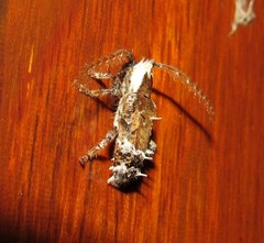 Desmiphora cucullata