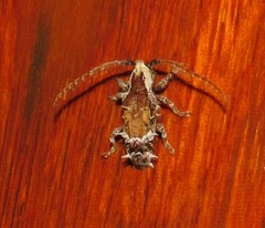 Desmiphora cucullata