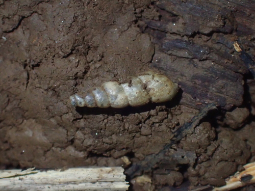Subulina octona observed 2023-04-08