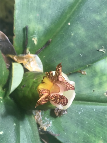 Costus elegans, photograph 6