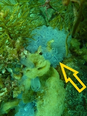 Clavelina moluccensis