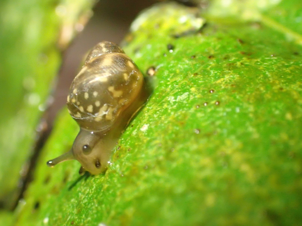 Delicate Samoana Tree Snail