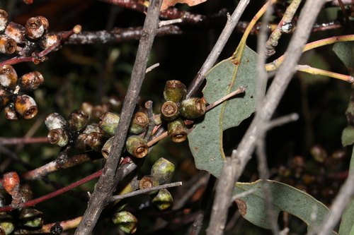 Image of Mealy Bundy (Eucalyptus nortonii) by (c) Greg Tasney, some rights reserved (CC BY-SA)