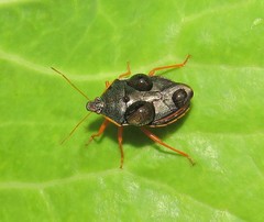 Tynacantha marginata