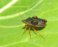 Tynacantha marginata
