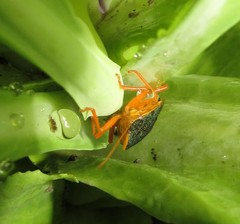 Tynacantha marginata