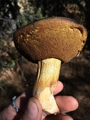 Suillus fuscotomentosus