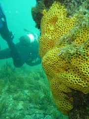 Holopsamma laminaefavosa