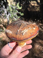 Suillus fuscotomentosus