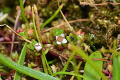Crassula kirkii