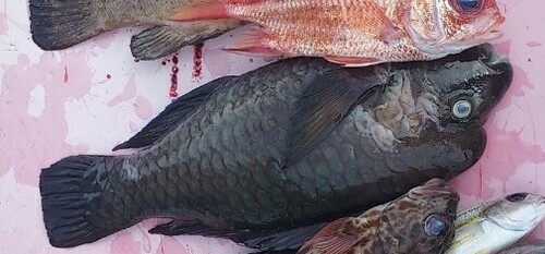 Knothead parrotfish (Chlorurus oedema) — Scaridae — 5