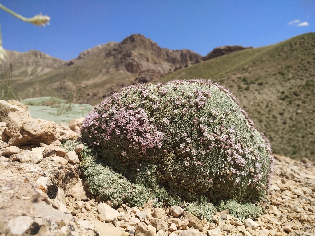 Gypsophila aretioides (Gypsophila aretioides)