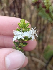 Veronica pauciramosa