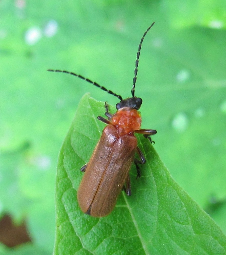 Discodon atriceps