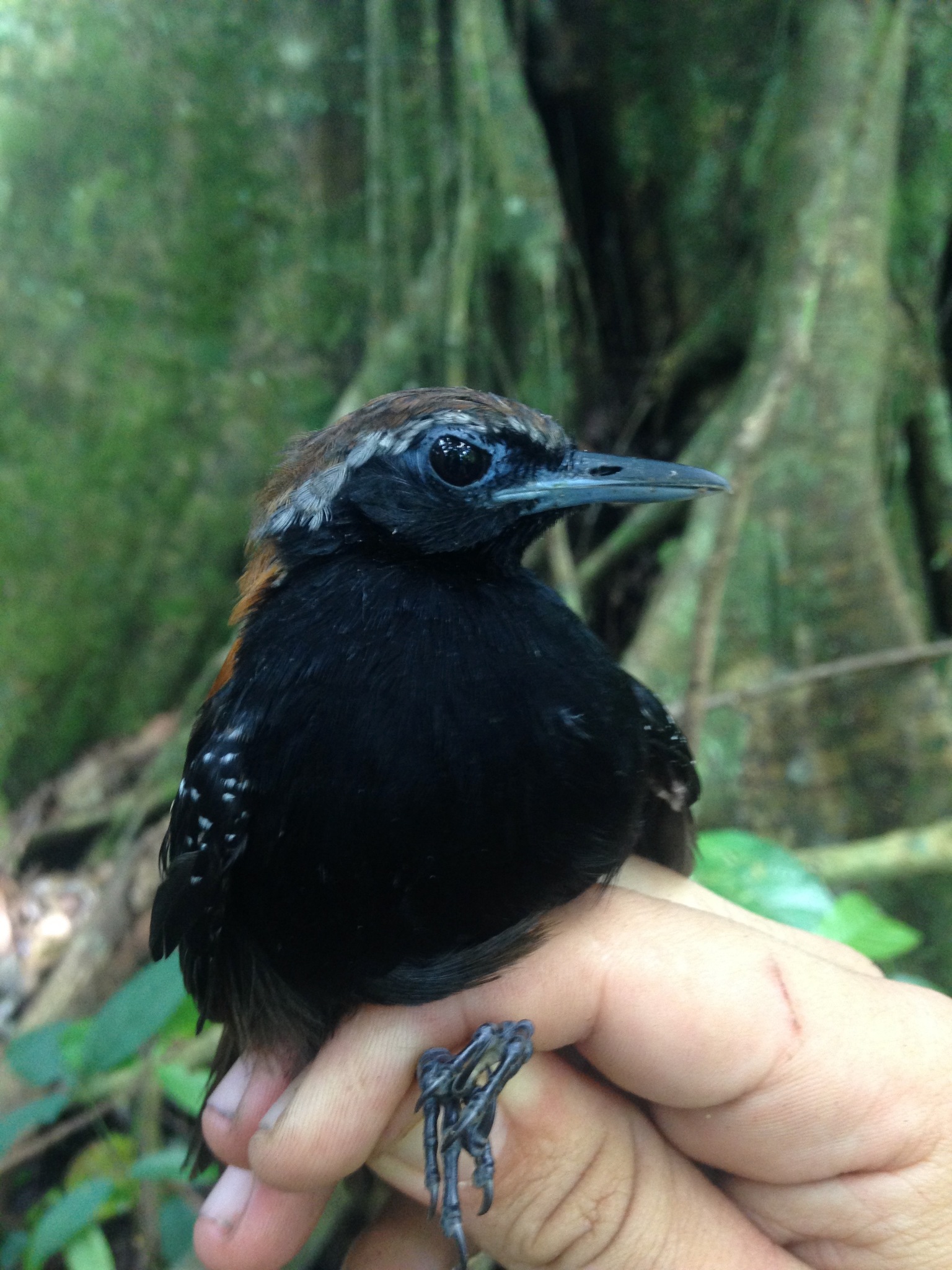 Cordillera Azul Antbird illustration