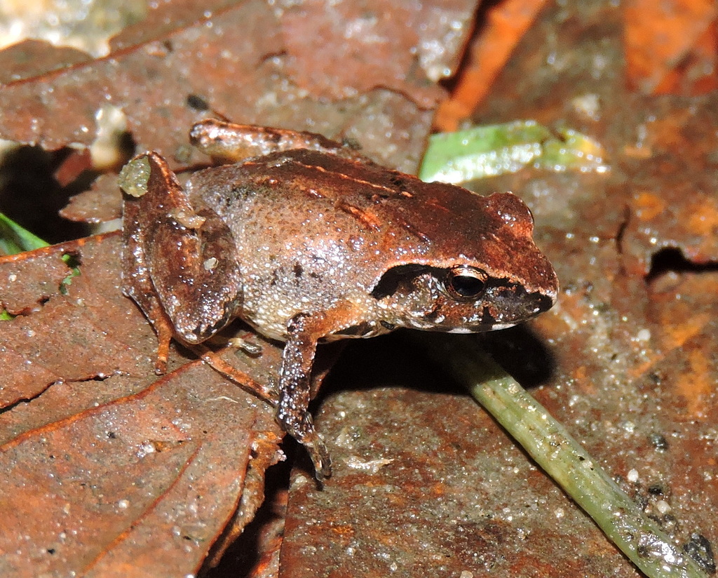 Liuraninae