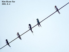 Hirundo rustica gutturalis
