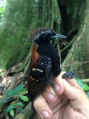 Myrmoderus eowilsoni