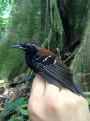 Myrmoderus eowilsoni