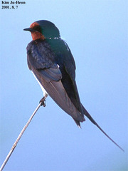 Hirundo rustica gutturalis