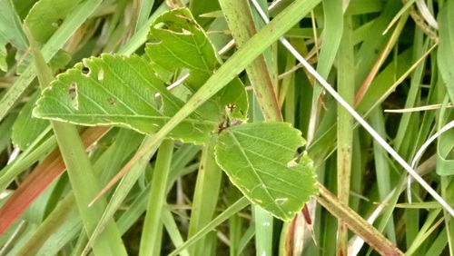 Image of Caro De Tres Hojas (Cissus erosa) by no rights reserved