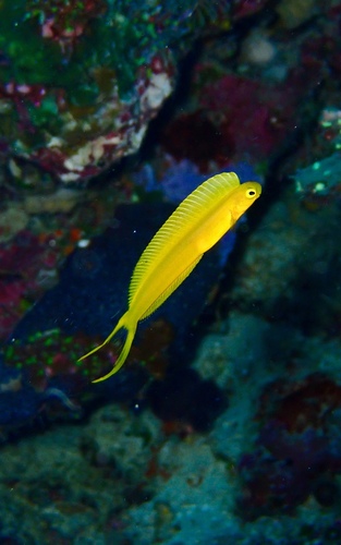 Plagiotremus laudandus